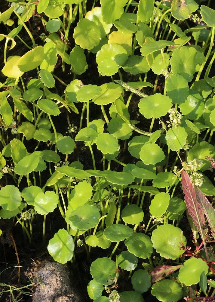 チドメグサ ゼニクサ 池の水草 アブリル どこにでもあり どこにもない