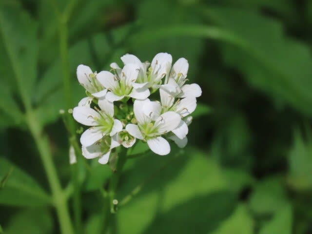 高ボッチ高原・鉢伏山で最近咲いている花　ヒロハコンロンソウ（広葉崑崙草）