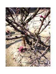 徳島市の桃の花 開花予想 四季の庭 四季の空 徳島市の桃の花 開花予想 四季の庭 四季の空