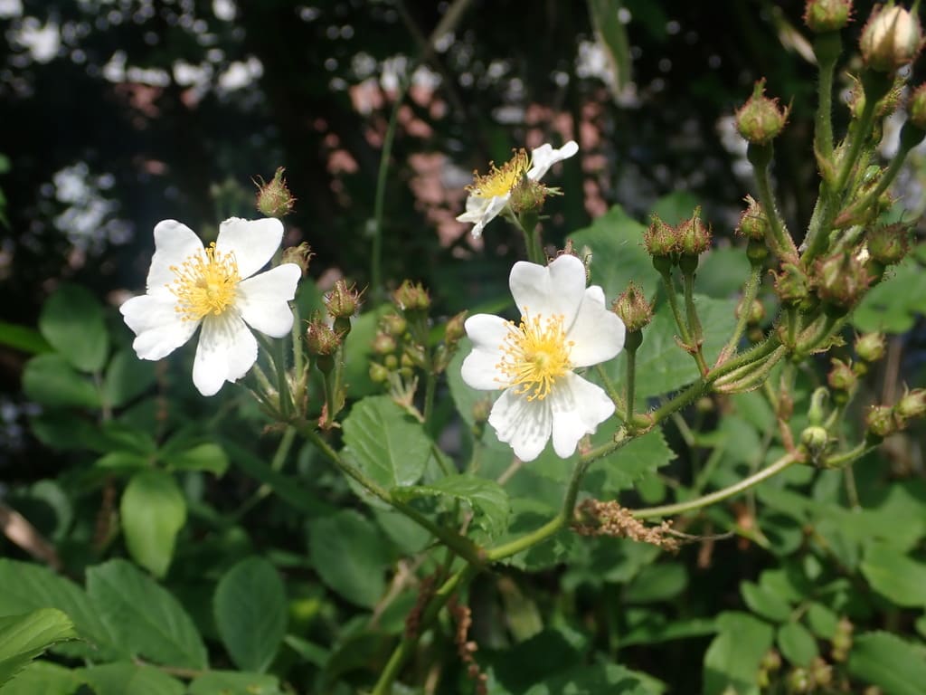 ノイバラ 自然日誌 たかつき