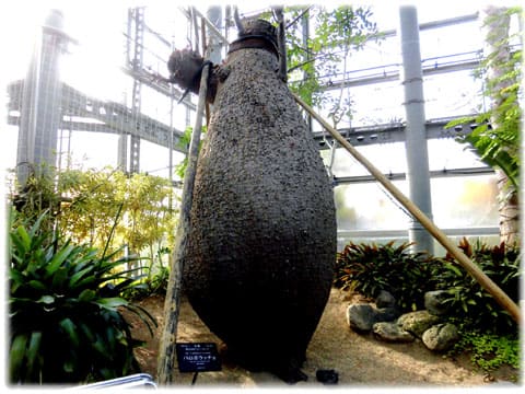 咲くやこの花館の植物(^^♪ユニークな形のスペイン語で 咲くやこの花館の植物(^^♪ユニークな形のスペイン語で