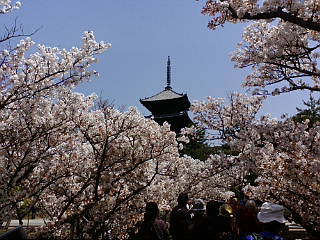 桜満開！仁和寺に来ています。
