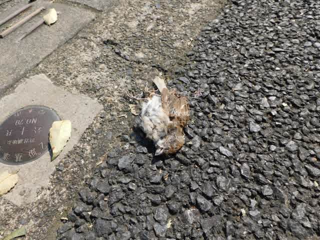 台風15号の影響 Npo法人野生動物救護の会ブログ