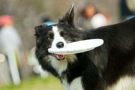 bordercollie_ボーダーコリー