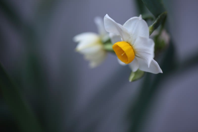 我が家の１２月の花 4 日本水仙が開花 黄色いミニ水仙 金沢から発信のブログ 風景と花と鳥など
