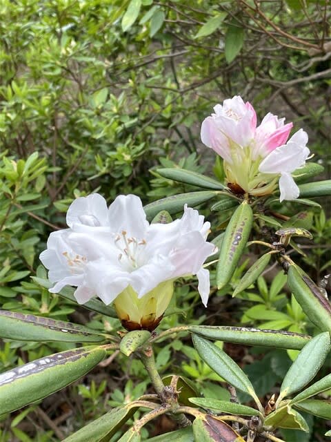 赤星シャクナゲ　花