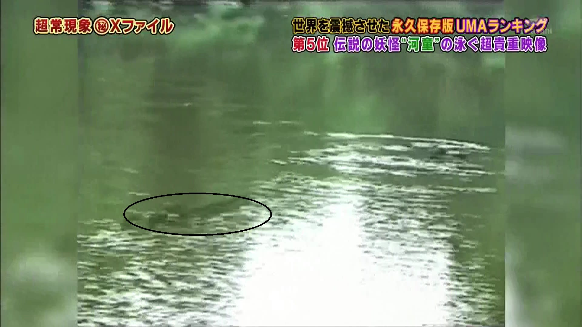 泳ぐ河童の衝撃映像 河童カッパかっぱ 子役アイドルlovely 泳ぐ河童の衝撃映像 河童カッパかっぱ 子役アイドルlovely