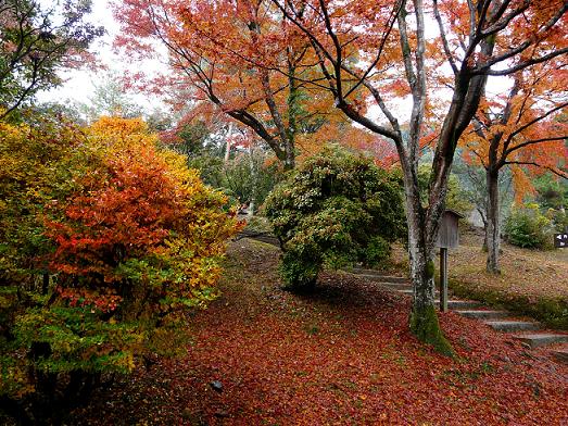 嵐山公園の紅葉絨毯