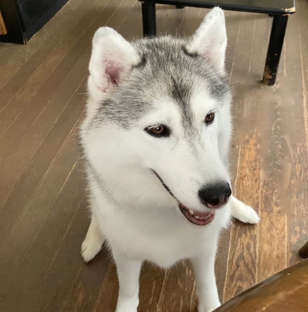 パンをもらえず拗ねる ハスキー犬女の子ランちゃんのブログ