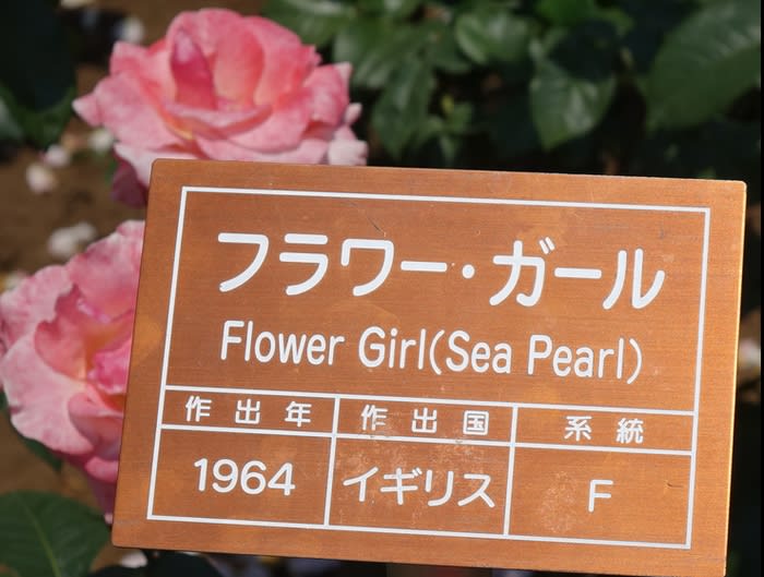 バラ フラワーガール 神代植物公園のばら園 都内散歩 散歩と写真 バラ フラワーガール 神代植物公園のばら園 都内散歩 散歩と写真