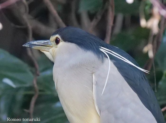 頭に毛が3本 ゴイサギ 気楽にとり 鳥 撮り 歩き