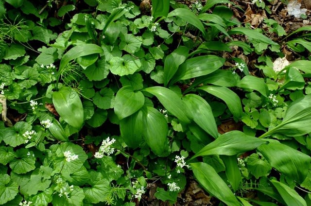 ギョウジャニンニク 大籠の窪地 里山の野草と花木 宮城県北トレッキング