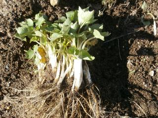 根ミツバ 小さな森の薔薇