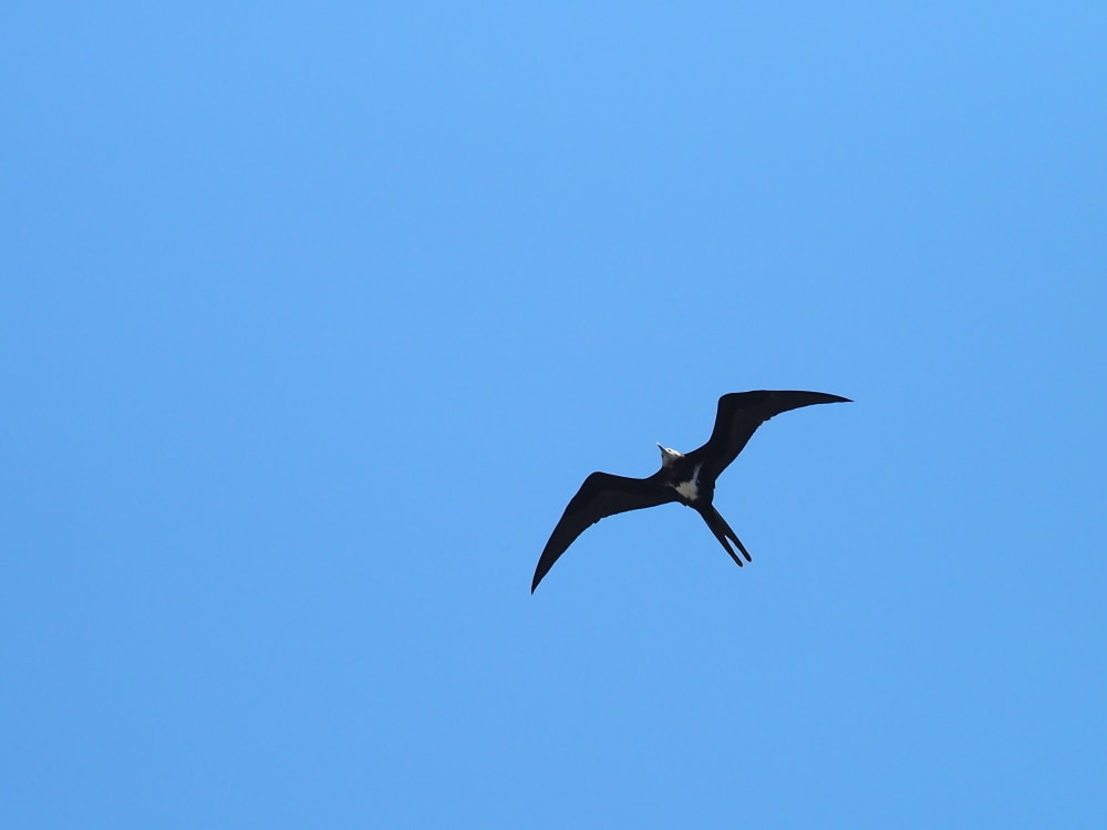 青空を飛ぶコグンカンドリ～OLYMPUS M.ZD300mmF4で飛びものを