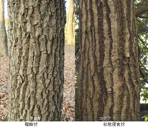 クヌギとコナラ 紅葉 ドングリ 冬芽 樹皮の比較画像 里山コスモスブログ