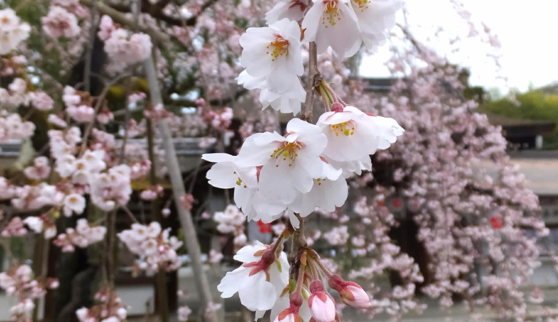 平野神社魁桜見頃開始 千本釈迦堂阿亀桜開花 3 31 京都で定年後生活