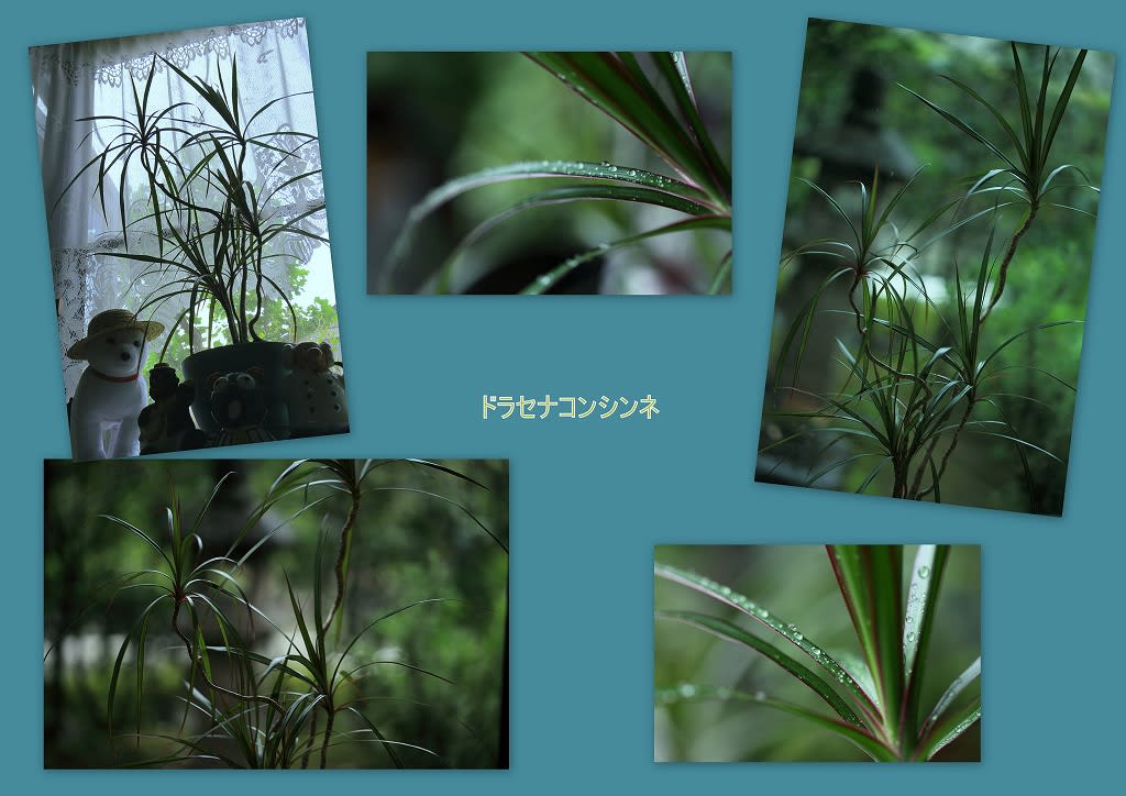 ドラセナコンシンネ 観葉植物 大株になったのを切り戻して 挿し木で育てました 金沢から発信のブログ 風景と花と鳥など