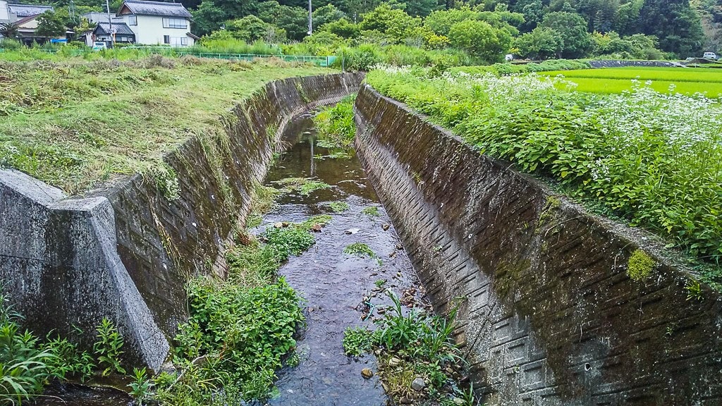 ゲンジボタルが乱舞する川の写真