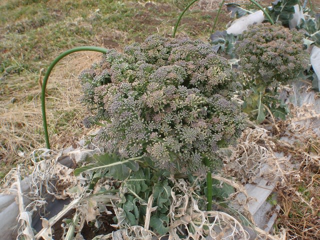 どこまで大きくなるの ブロッコリーの頂花蕾 私 Mori の畑日記