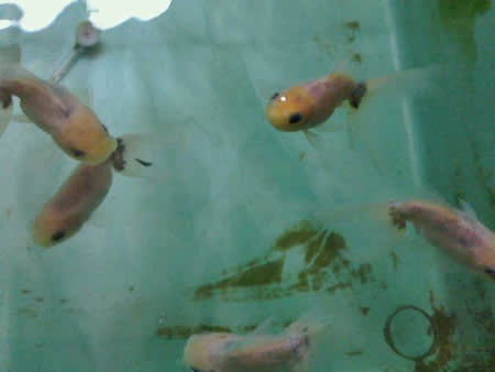 透明鱗の金魚たち らんちゅうこまち金魚ライフ