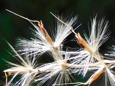 ススキの白いふわふわの穂に近づいて 多摩の自然 写真散歩