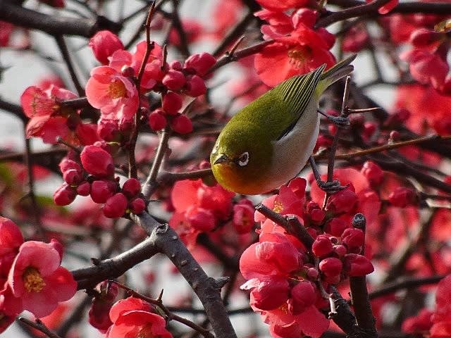 紅い放春花 ボケ とメジロ 庭先の四季