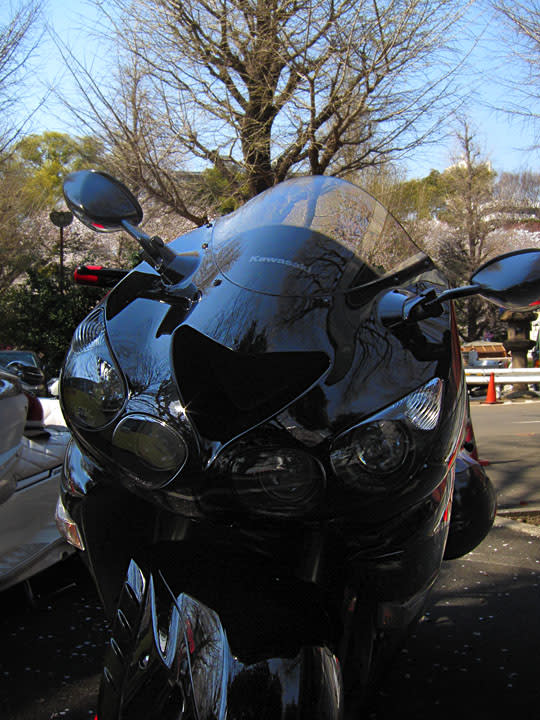 靖国神社 桜