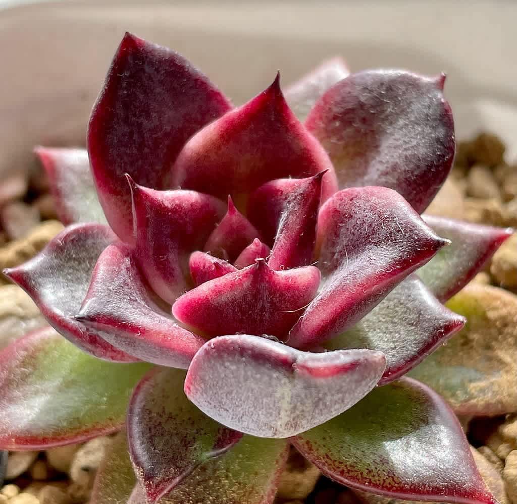 ご確認用　多肉姫秋麗 ☆ご確認用☆ 姫秋麗 姫秀麗 姫秀麗(姫秋麗) |