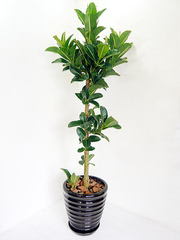 観葉植物アポロゴムノキの特徴と育て方 - 観葉植物ひろば～Foliage plant～