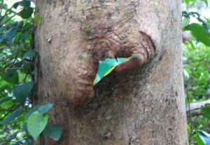 080817tree1