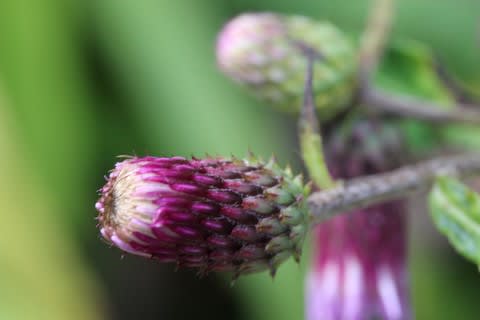 トゲナシアザミ 棘無し薊 Kk399 松江の花探し のんびりと歩いて 写して