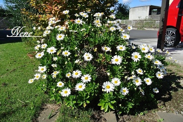 ハマギクが咲く季節 ねねの花のある暮らし 気まぐれ日記 ハマギクが咲く季節 ねねの花のある暮らし 気まぐれ日記