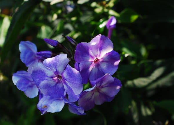 薄紫色のフロックス ジージのドイツ花便り
