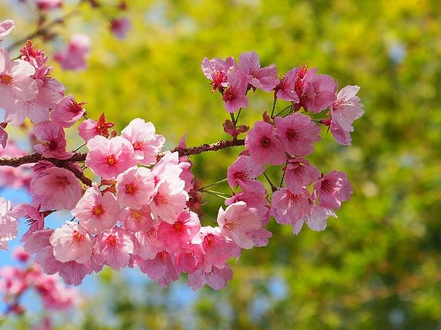 鮮やかなピンクの桜 陽光 庭先の四季