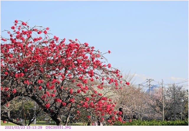 ハナモモ 赤花 シダレ桃 散歩写真 ハナモモ 赤花 シダレ桃 散歩写真