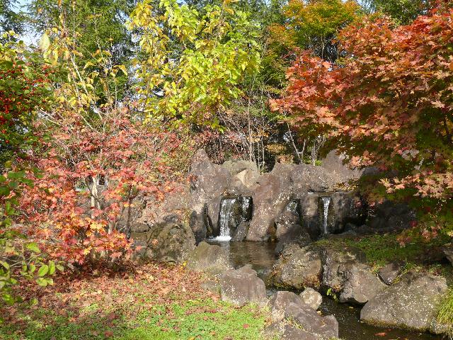 ハウチワカエデ（羽団扇楓）/メイゲツカエデ（名月楓） - peaの植物図鑑