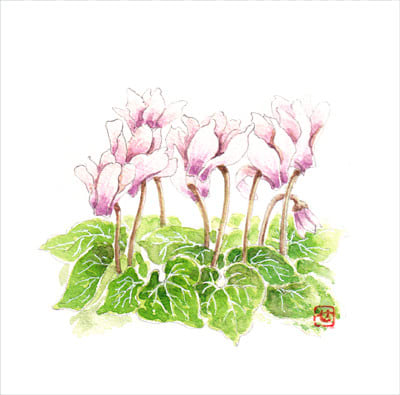 シクラメン おさんぽスケッチ にじいろアトリエ 水彩 色鉛筆イラスト スケッチ