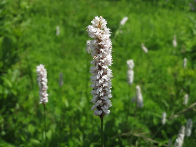草原に群生して風にそよいでいた イブキトラノオ 箱根シリーズ 014 野の花 庭の花