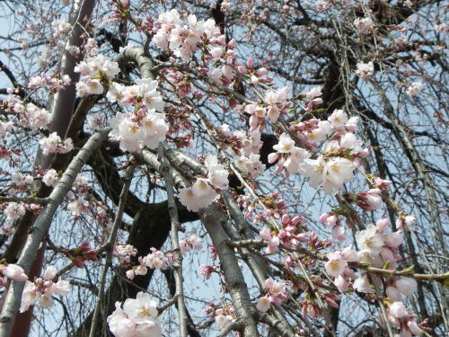 松本城の桜　2013/3/29