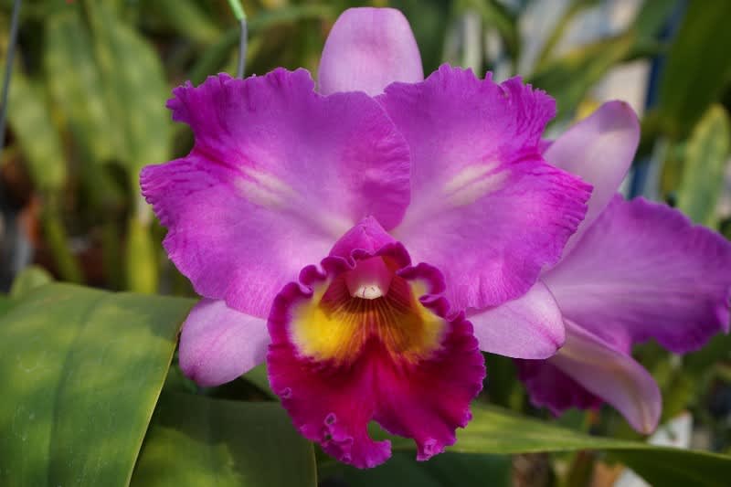 2017年8月のブログ記事一覧 カトログ カトレヤ交配種のブログ Hybrid Cattleya S Blog Database
