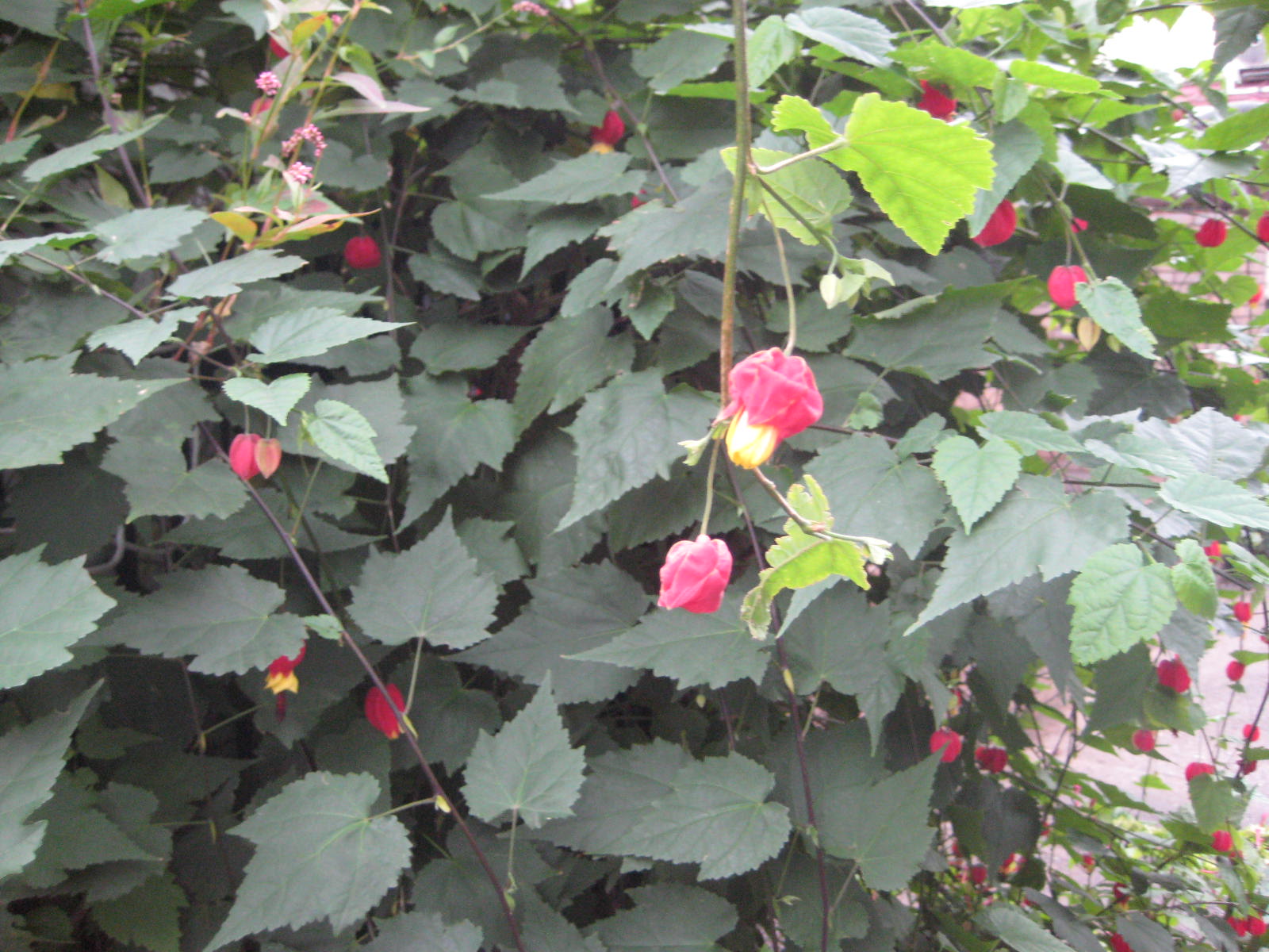 チロリアンランプ ウキツリボク 浮釣木 花熟里 けじゅくり の静かな日々 チロリアンランプ ウキツリボク 浮釣木 花熟里 けじゅくり の静かな日々