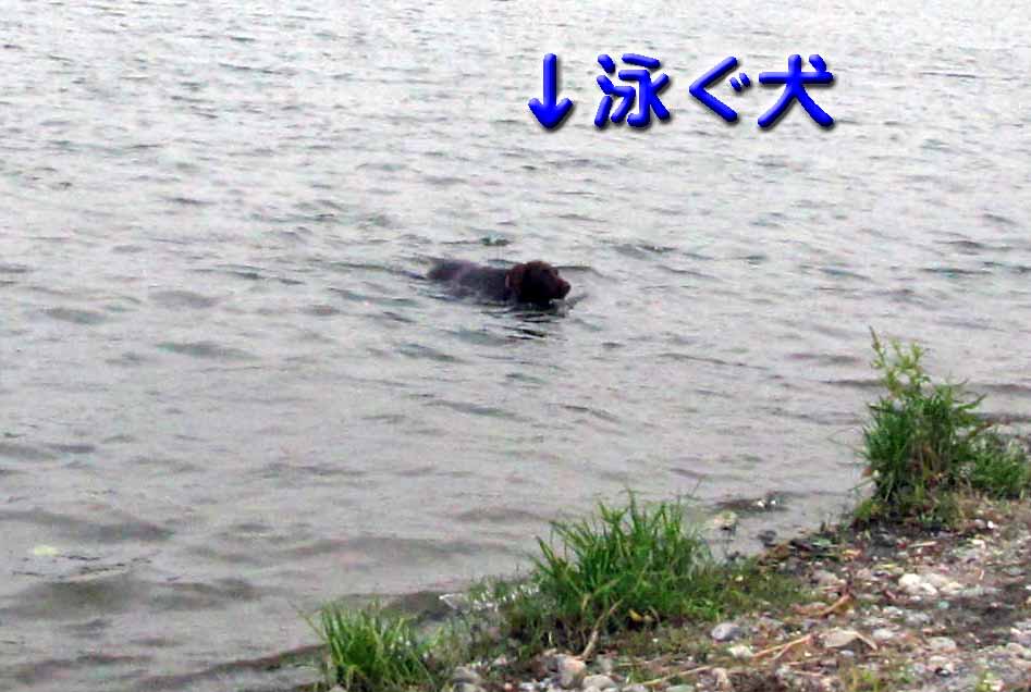 多摩川生き物図鑑 元気の素 チャッピー クアトロ ジャクラッセルテリア