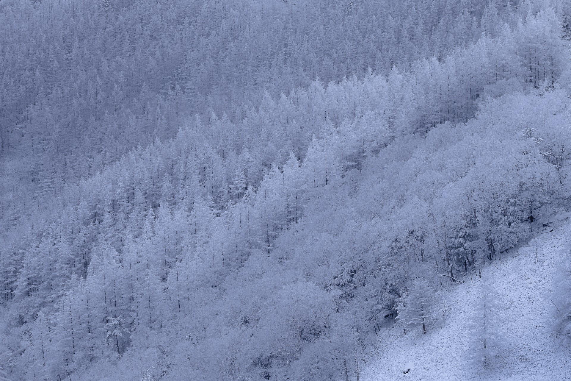 美ヶ原の霧氷林の写真