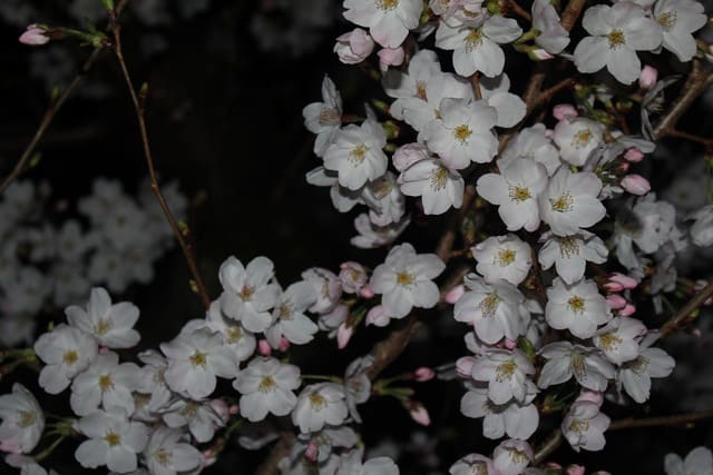 yozakura20160403002.jpg