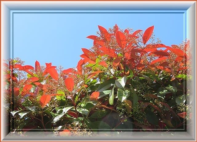 紅カナメモチ タブの木 シモクレン Reikoのお花の絵 ２