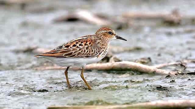 ヒツジヒメ ヒメハマシギ - eBird