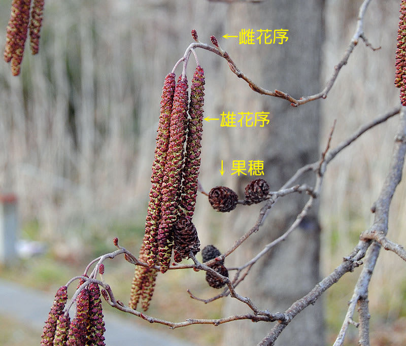 ハンノキの木に雄花序がたくさんぶら下がった アルママの気まぐれ日記