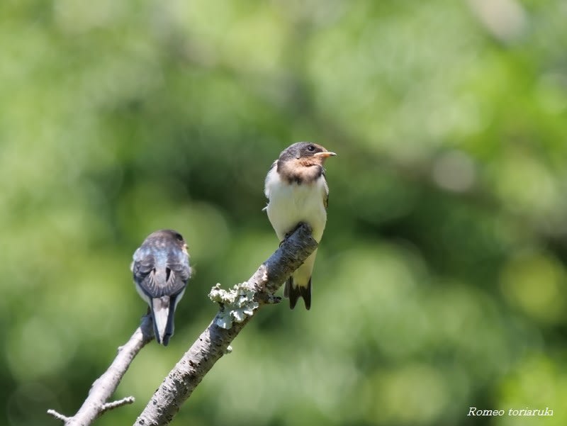 ツバメの巣立ち雛 餌をおねだり 気楽にとり 鳥 撮り 歩き