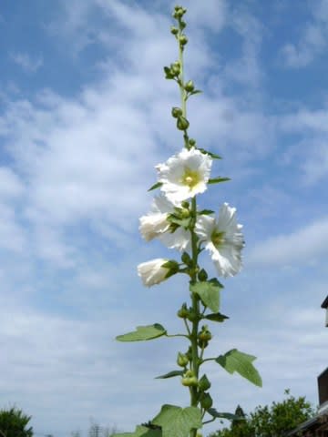 白い 立葵 タチアオイ が清々しい 花 華 Hana