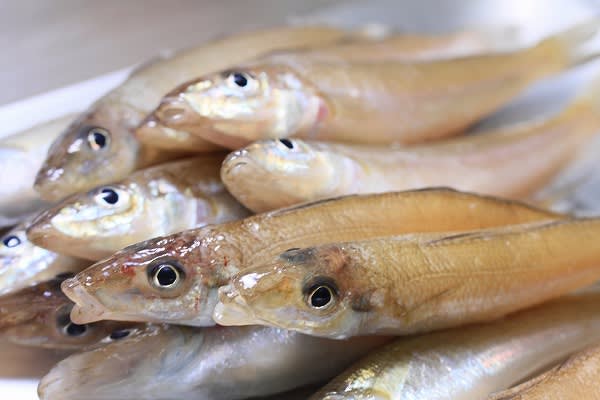海ホタルの季節ですね 淡路島の一期幾会 旅館若潮ブログ 海ホタルの季節ですね 淡路島の一期幾会 旅館若潮ブログ